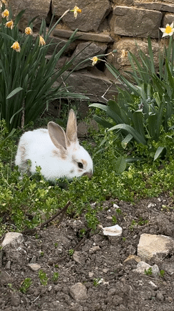 Person feeds rabbit, takes supplements in Bulgarian garden