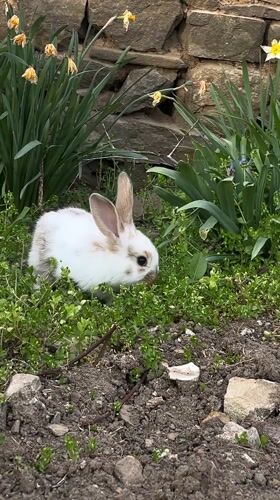 Person feeds rabbit, takes supplements in Bulgarian garden