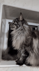 Maine Coon cat documented in indoor spaces, Izmail Ukraine