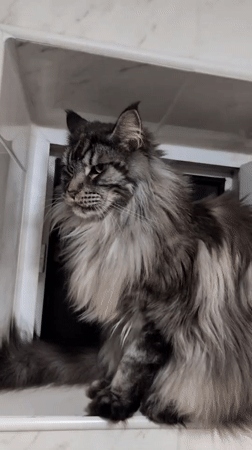 Maine Coon cat documented in indoor spaces, Izmail Ukraine