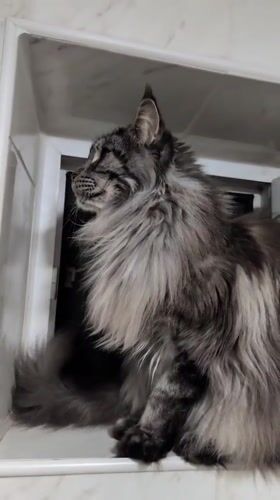 Maine Coon cat documented in indoor spaces, Izmail Ukraine