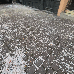Spring afternoon walk captures blossoms, cyclists in Strasbourg