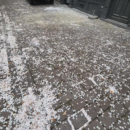 Spring afternoon walk captures blossoms, cyclists in Strasbourg
