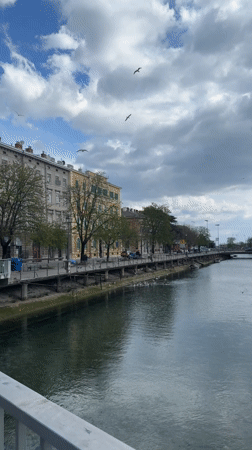 Seagulls gather along riverbank in Rijeka, Croatia