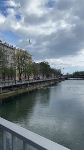 Seagulls gather along riverbank in Rijeka, Croatia