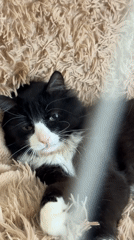 Domestic cat documented in extended photo session in Khimki