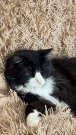 Domestic cat documented in extended photo session in Khimki