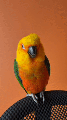 Person poses with colorful sun conure parrot in Khimki
