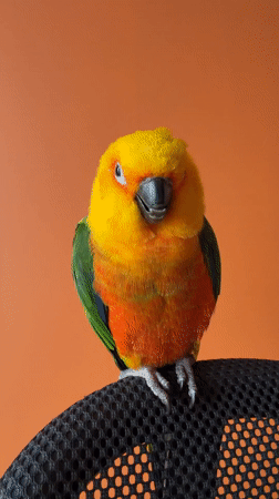 Person poses with colorful sun conure parrot in Khimki