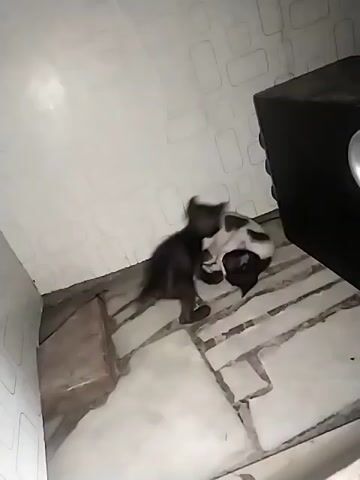 In a low-angle shot, two kittens are playing aggressively on a tiled floor in the corner of a room. The kitten on top is mostly black with visible spots of white. The kitten underneath is mostly white with some black spots. They are entangled, rolling and wrestling with each other. The walls are light-colored, with a brick pattern on the left and a rectangular pattern on the wall in the background. To the right, a large, black speaker sits near the corner. The scene appears to be illuminated by artificial light.