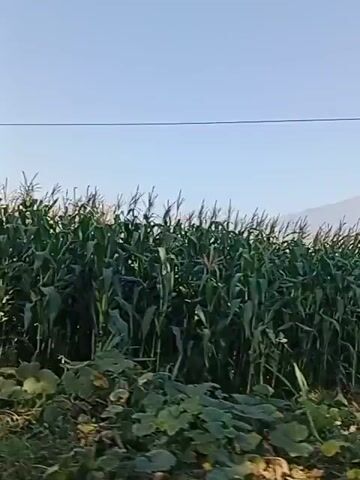 The video shows a view from a moving vehicle, likely a car. The initial frames display a large field of corn under a clear blue sky. In the background, a hazy mountain is visible. As the vehicle continues, the scenery shifts to reveal a small roadside structure, possibly a food stall or shop. This structure has a corrugated metal roof and appears to be a simple, open-air establishment with a counter or display area. A person or persons are not clearly visible in the video. The foreground is occupied by the road and some vegetation. The overall impression is of a rural or semi-rural setting.