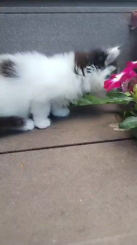 A fluffy black and white kitten is shown close up, sniffing a pink flower. The kitten is on a wooden surface next to a potted plant. The background is blurred but appears to be outdoors. The kitten is small and appears to be young.
