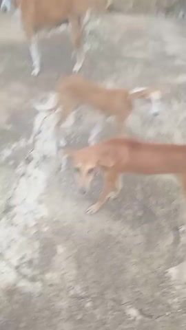 The video shows a brown dog with a long snout and pointy ears standing on a cracked concrete surface. The dog is looking directly at the camera with a slightly worried expression. Another dog, also brown, is visible in the background, moving away from the camera. The concrete surface appears to be outdoors, possibly a yard or a walkway, with some debris scattered around. The lighting suggests it is daytime. The video is shaky and somewhat out of focus, particularly in the later frames.