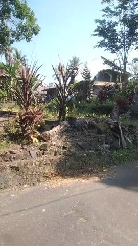 The video shows a roadside view of a rural area with vegetation and structures. In the foreground, there is a paved road. Behind the road, there is a raised area with a stone wall, covered in dirt and some dry grass. Several plants are growing on this raised area, including two tall plants with red and green leaves and some smaller plants. Further back, there are some traditional-looking houses with thatched roofs and wooden structures. Palm trees and other foliage are visible, indicating a tropical or subtropical environment. The sky is clear and blue, suggesting a sunny day. There are no people or animals visible in the video. The camera appears to be moving slightly, possibly from a vehicle or from someone walking.