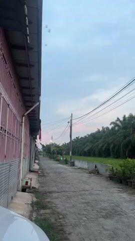 The video opens facing forward down a paved alleyway. On the left is the side of a building with pink siding and corrugated metal at the base. The building extends out of frame to the left. The alleyway is lined with potted plants and concrete planters on the right side. A row of palm trees and green fields is visible beyond the planters. Power lines stretch across the sky. Several birds are flying in a V-formation high in the sky. The sky is a light blue with some clouds and a hint of pink from what appears to be either sunrise or sunset. The video pans slightly to the right as it progresses.