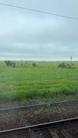 The video shows a view from a train window as it moves through a grassy field under a cloudy sky. The field is predominantly green with scattered yellow flowers and some small trees or bushes. In the foreground, railroad tracks with gravel and wooden ties are visible. A utility pole stands near the tracks on the right side of the frame, and another smaller pole with a white marker is situated closer to the tracks. The camera appears to be stationary relative to the train, capturing the passing landscape.