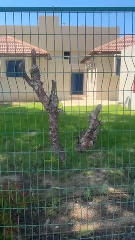 The video shows a fence made of green metal mesh. Behind the fence, there is a grassy area and a beige building with red tile roofs. A few bare tree branches are visible in the foreground, in front of the fence. The camera pans to the right, revealing more of the building and a large tree trunk that curves in front of the fence. The ground in front of the fence is covered with dirt, leaves, and some scattered debris. The sky is blue and clear, suggesting it is a sunny day.