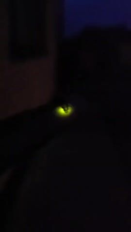 The video shows a close-up, dark shot of a firefly emitting a faint green light. The firefly is perched on a dark surface, possibly a finger or a piece of clothing. The background is out of focus and appears to be dark as well, suggesting the video was taken at night. The lighting is dim, with the only significant illumination coming from the firefly's bioluminescence. The setting is likely outdoors in a natural environment, given the presence of a firefly. The overall mood is quiet and observational, focusing on the natural phenomenon of the firefly's light. No text is visible in the video.