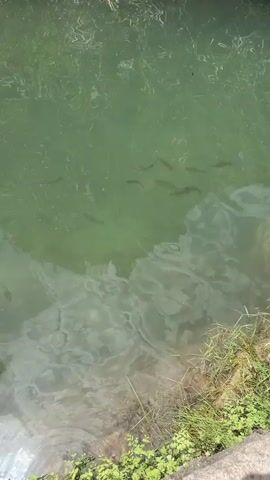 A school of small fish swims in murky green water. The water has some light reflecting on its surface, creating a shimmering effect. The bottom of the body of water is visible in some areas and appears to be made of sand or small stones. On the right side of the frame, green grass and some dry reeds grow along the edge of the water.