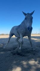 White horse documented in pastoral scenes around Belgian countryside