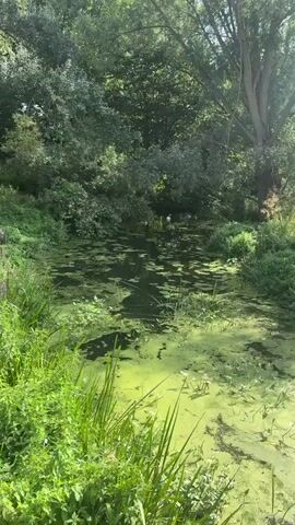 A video begins with a wide shot of a tranquil pond surrounded by lush green trees and foliage. Sunlight filters through the leaves, casting dappled shadows on the water's surface, which is partially covered by green algae and lily pads. In the middle of the pond, a majestic white swan swims gracefully, followed by a group of smaller cygnets. The camera slowly zooms in on the swans, offering a closer view of the serene scene. The overall atmosphere is peaceful and idyllic, showcasing the beauty of nature.
