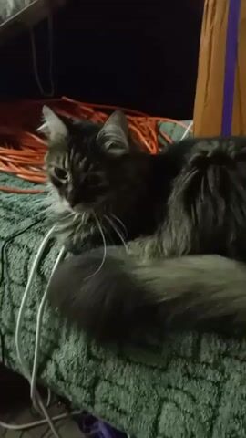 The video features a long-haired tabby cat with green eyes lying on a green textured surface. The cat is looking to its left with its ears perked. There are several orange coiled cables and a white cable near the cat. In the background, there is a dark wall and a glimpse of what appears to be a wooden shelf or furniture. To the right, a brown rectangular object with a vertical purple stripe is visible. The lighting suggests it is indoors, likely at night or in a dimly lit room. No text is visible in the video.