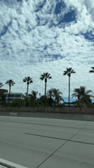Cruising an Anaheim highway lined with palm trees