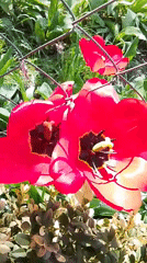 Red tulips bloom in Khlevnoye garden amid wire fence