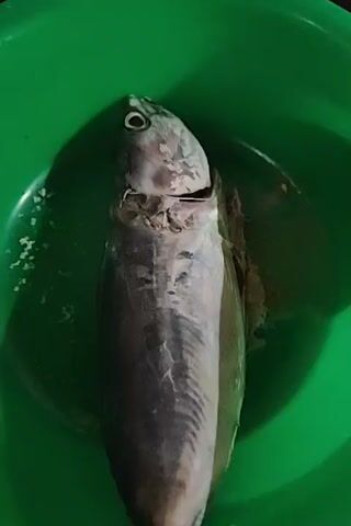 A whole, raw fish rests in a green plastic bowl. The fish is silver and gray with visible scales. Its head is cut open, revealing the interior. The bowl also contains a small amount of liquid. The overall composition suggests the fish is prepared or ready to be cooked.