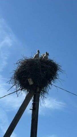 The video shows a close-up view of a stork's nest on a utility pole under a clear blue sky. The nest is large and made of twigs and branches. Three young storks, appearing to be chicks, are visible in the nest. They are mostly white with some dark markings and have long necks and beaks. The chicks are looking in different directions, and one appears to be preening its feathers. The camera is positioned below the nest, looking upwards.