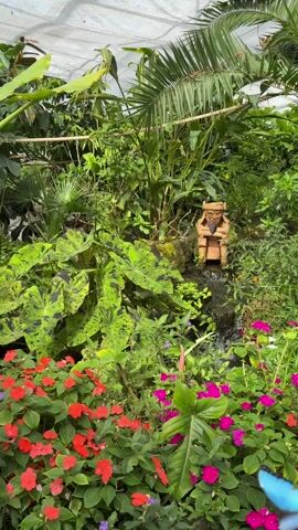 The video depicts a vibrant indoor garden scene. Red and pink flowers flourish at the forefront, partially obscuring large, speckled green leaves. Nestled amidst the lush foliage is a small, brown, statue of a seated figure with crossed arms and what appears to be a hat or headdress. Behind the statue, a small waterfall trickles down rocks. Various other types of green plants and small palm trees fill the space, reaching towards a translucent, likely greenhouse-like, ceiling.