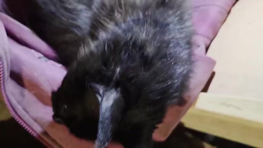 A close-up shot focuses on the furry body of an animal. The animal appears to be lying on a pink blanket. In the center of the frame, a small, black and white kitten is nestled within the fur of the larger animal. The kitten's tiny white paw is visible. The lighting is dim, suggesting the scene may be indoors or at night.