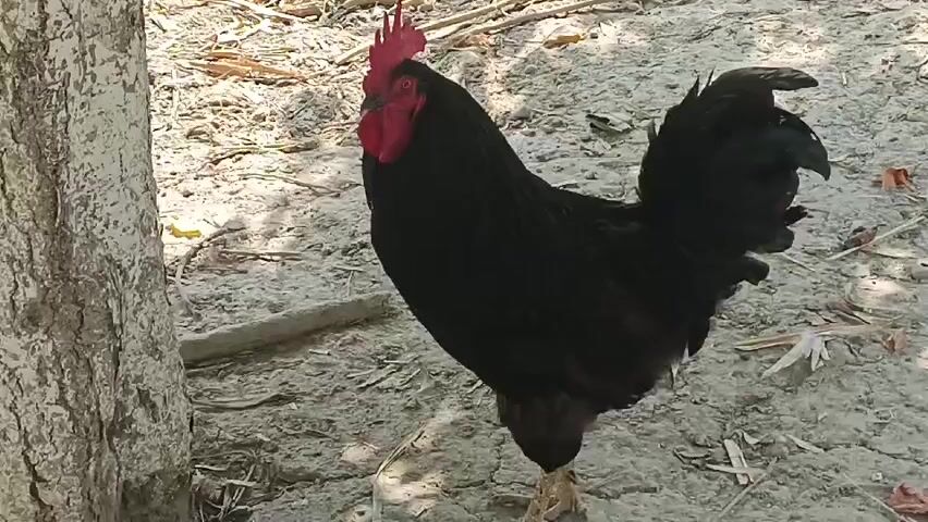 A black rooster stands in dry dirt next to a tree trunk. The rooster has red comb and wattles, and its tail feathers are dark and glossy. The ground is covered in dry leaves and twigs. The lighting suggests it is daytime.