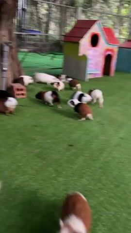 The video shows a group of guinea pigs and rabbits eating carrot sticks in an enclosed space covered with artificial turf. The rabbits are different shades of gray and brown, and the guinea pigs are brown, white, and some combination of the two. The animals are all concentrated in a small area and eating the carrot sticks. There are some artificial tree trunks in the background.