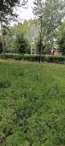 The video shows a grassy field with trees and bushes in the background. There are buildings visible in the distance, some with red roofs and others painted green. A tall black pole, likely a lamp post, is present in the middle of the frame. The grass is tall and appears somewhat overgrown in some areas. The overall environment suggests a park or a semi-rural setting during daylight hours.