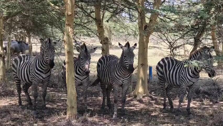The video shows four zebras standing close together under the shade of sparse trees. The zebras have clear black and white stripes and are facing the camera. Some other ungulates are visible blurred in the background.  The ground is dry and covered with fallen leaves. The atmosphere is serene.