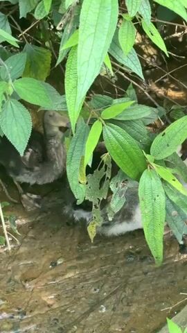 The video shows two small, gray and black ducklings huddled together in a shallow stream under some green plants. The stream bed is muddy. One duckling is partially submerged in the water. The ducklings appear to be hiding or seeking shelter.