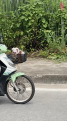 Scooter ride through Nong Pa Khrang with a basket-bound passenger
