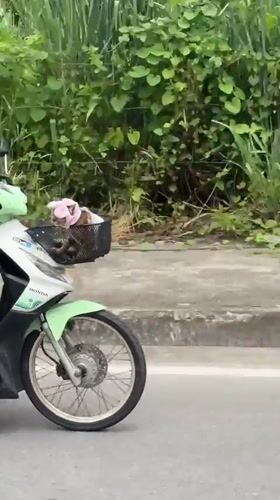 Scooter ride through Nong Pa Khrang with a basket-bound passenger