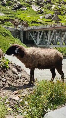 A flock of sheep are grazing near a river with a bridge in the background. The landscape is mountainous with green vegetation and rocks. The sheep are brown and black with woolly coats. One sheep is facing the viewer while the others are grazing. The sun is shining and the sky is blue with some clouds.