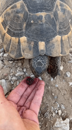 Tourist feeds berries to injured tortoise in Alanya