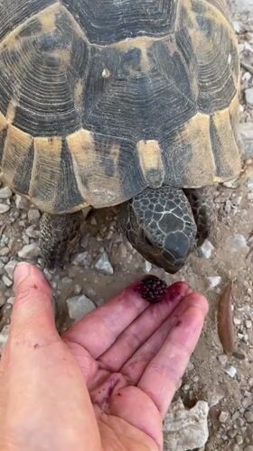 Tourist feeds berries to injured tortoise in Alanya