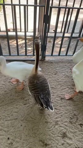 A video captured at ground level shows several geese standing on a sandy enclosure with metal bars and fencing in the background. The geese are of various colors, including white, brown, and grey. In the foreground, a white goose stands to the left, facing forward with its head turned slightly to the left. To its right, a brown and grey goose is positioned with its back to the camera, its head turned to the right. Further into the background, another white goose stands facing forward, and to its right, a goose with a brown head and neck is visible. The ground is covered in sand, and there are some fallen leaves scattered around. The lighting suggests it is daytime.