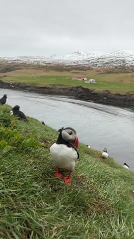 An Atlantic Puffin stands prominently in the foreground, facing the camera on a vibrant green grassy slope. Its distinctive black and white plumage, bright orange webbed feet, and colorful beak are clearly visible. Several other puffins are scattered on the grassy bank to the left and right, and some are visible in the water below.

The slope descends to a body of water, possibly a river or fjord, which occupies the mid-ground of the image. Across the water, rolling green hills rise, with scattered small buildings featuring red roofs nestled within the landscape. In the distant background, snow-capped mountains or hills stretch across the horizon under an overcast sky. The weather appears cloudy or gray, typical of a cool climate. The scene depicts a natural coastal or riverside environment, consistent with the provided location context of Bakkagerði, Iceland. No text is visible in the image.