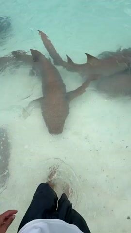 The video shows a first-person perspective of someone standing in shallow, clear water, surrounded by several nurse sharks and a stingray. The sharks are a brownish color and vary in size. The stingray is grey and flat, moving across the sandy bottom. The person is wearing dark shorts and a white shirt. The water is clear enough to see the animals swimming around their feet. The bottom is white sand. The water appears calm.