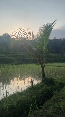A young coconut palm stands in the foreground on the right, its fronds fanning out towards the left. Behind it, a flooded rice paddy reflects the sky and trees. The rice paddies are terraced, forming steps up the hillside in the background. Lush green vegetation covers the slopes, and a dense forest line borders the top of the frame. The sun is setting, casting a warm glow and visible rays through the palm fronds and illuminating the clouds in the sky. The overall atmosphere is serene and natural.