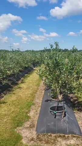 The video shows a drone's perspective flying over rows of blueberry bushes. The bushes are green and appear to be in bloom or early fruit development, with some white flowers visible. Each row of bushes is lined with black plastic mulch, and there are irrigation lines visible at the base of some plants. The ground between the rows is covered in grass. The sky is blue with scattered white clouds, indicating a sunny day. The drone moves forward, creating a sense of movement through the field.