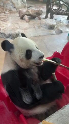 A panda sits in a red enclosure and eats bamboo. The panda is black and white and appears to be an adult. The enclosure is made of concrete and has some rocks and logs in it. There is a glass barrier in front of the panda. The video is filmed from an angle that looks down at the panda.