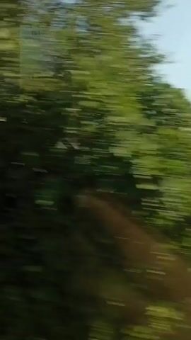 The video captures a view from a moving vehicle, likely a car or bus, through its window. The scene is predominantly a rural landscape under a clear blue sky. In the foreground, blurred green foliage indicates the vehicle is passing by trees and bushes. Further out, there are fields, some appearing to be cultivated with dry grass or crops, and others with patches of green. A winding road, likely paved, is visible cutting through the landscape, with utility poles lining its path. In the distance, hills or mountains are faintly visible against the horizon. The overall impression is one of travel through a countryside.