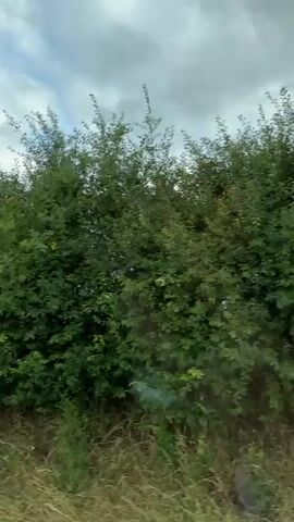 The video shows a view from a moving vehicle. The foreground consists of tall, dry grass and a small portion of a white line, likely a road marking. Behind the grass, there are dense green bushes or trees. Further in the background, there is a field with some trees and a cloudy sky. The overall impression is a rural landscape.